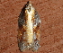  ( - AVBC 837-11)  @12 [ ] CreativeCommons - Attribution (2011) CBG Photography Group Centre for Biodiversity Genomics