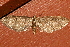  ( - AVBC 843-11)  @12 [ ] CreativeCommons - Attribution (2011) CBG Photography Group Centre for Biodiversity Genomics