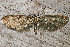  ( - AVBC 844-11)  @12 [ ] CreativeCommons - Attribution (2011) CBG Photography Group Centre for Biodiversity Genomics