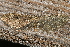  ( - AVBC 845-11)  @12 [ ] CreativeCommons - Attribution (2011) CBG Photography Group Centre for Biodiversity Genomics