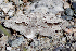  ( - AVBC 900-11)  @12 [ ] CreativeCommons - Attribution (2011) CBG Photography Group Centre for Biodiversity Genomics