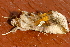  ( - AVBC 959-11)  @12 [ ] CreativeCommons - Attribution (2011) CBG Photography Group Centre for Biodiversity Genomics