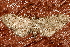  ( - AVBC 971-11)  @12 [ ] CreativeCommons - Attribution (2011) CBG Photography Group Centre for Biodiversity Genomics