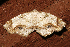  ( - AVBC 978-11)  @13 [ ] CreativeCommons - Attribution (2011) CBG Photography Group Centre for Biodiversity Genomics