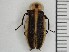  (Photuris frontalis - GADNR-GSBG-PHOFRO-2024-01)  @11 [ ] CreativeCommons  Attribution Non-Commercial (by-nc) (2024) The Xerces Society The Xerces Society