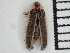  (Photinus floridanus - GADNR-PNWR-PHOTIN-2024-01)  @11 [ ] CreativeCommons  Attribution Non-Commercial (by-nc) (2024) The Xerces Society The Xerces Society