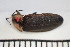  (Bicellonycha - MSMN-24-20-CM)  @11 [ ] CreativeCommons  Attribution Non-Commercial (by-nc) (2024) The Xerces Society The Xerces Society