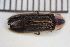  ( - OM-SAW-2024-002)  @11 [ ] CreativeCommons  Attribution Non-Commercial (by-nc) (2024) The Xerces Society The Xerces Society
