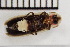  ( - OM-SAW-2024-002)  @11 [ ] CreativeCommons  Attribution Non-Commercial (by-nc) (2024) The Xerces Society The Xerces Society