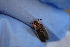  ( - SVP001)  @11 [ ] CreativeCommons  Attribution Non-Commercial (by-nc) (2024) The Xerces Society The Xerces Society