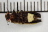  ( - SVP001)  @11 [ ] CreativeCommons  Attribution Non-Commercial (by-nc) (2024) The Xerces Society The Xerces Society