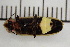  ( - SVP002)  @11 [ ] CreativeCommons  Attribution Non-Commercial (by-nc) (2024) The Xerces Society The Xerces Society