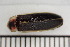  ( - WMSR-24-01-RD)  @11 [ ] CreativeCommons  Attribution Non-Commercial (by-nc) (2024) The Xerces Society The Xerces Society