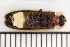  ( - WMSR-24-02-RD)  @11 [ ] CreativeCommons  Attribution Non-Commercial (by-nc) (2024) The Xerces Society The Xerces Society