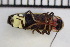  ( - XS-COL-2024-004)  @11 [ ] CreativeCommons  Attribution Non-Commercial (by-nc) (2024) The Xerces Society The Xerces Society
