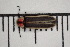  ( - XS-COL-2024-005)  @11 [ ] CreativeCommons  Attribution Non-Commercial (by-nc) (2024) The Xerces Society The Xerces Society