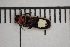  ( - XS-COL-2024-005)  @11 [ ] CreativeCommons  Attribution Non-Commercial (by-nc) (2024) The Xerces Society The Xerces Society