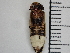  ( - XS-EFNWRPD-PYRECO-2023-01)  @11 [ ] CreativeCommons  Attribution Non-Commercial (by-nc) (2024) The Xerces Society The Xerces Society