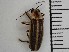  (Photuris salina - XS-EFNWR-PHOSAL-2023-01)  @11 [ ] CreativeCommons  Attribution Non-Commercial (by-nc) (2024) The Xerces Society The Xerces Society