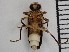  ( - XS-GBBWMA-PHOSAL-2023-01)  @11 [ ] CreativeCommons  Attribution Non-Commercial (by-nc) (2024) The Xerces Society The Xerces Society