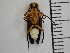  ( - XS-JDC-PHOFAL-2023-02)  @11 [ ] CreativeCommons  Attribution Non-Commercial (by-nc) (2024) The Xerces Society The Xerces Society