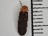  (Photinus stellaris - XS-MUZCR-PHOSTE-2023-01)  @11 [ ] CreativeCommons  Attribution Non-Commercial (by-nc) (2024) The Xerces Society The Xerces Society