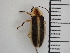  (Photuris forresti - XS-RCNP-PHOFOR-2024-02)  @11 [ ] CreativeCommons  Attribution Non-Commercial (by-nc) (2024) The Xerces Society The Xerces Society