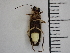  ( - XS-RCNP-PHOFOR-2024-03)  @11 [ ] CreativeCommons  Attribution Non-Commercial (by-nc) (2024) The Xerces Society The Xerces Society