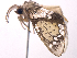  ( - ONP25-04-A04)  @11 [ ] CreativeCommons - Attribution Share Alike (2025) CBG Photography Group Centre for Biodiversity Genomics