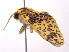  ( - ONP25-04-A05)  @11 [ ] CreativeCommons - Attribution Share Alike (2025) CBG Photography Group Centre for Biodiversity Genomics