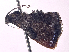  ( - ONP25-01-B10)  @11 [ ] CreativeCommons - Attribution Share Alike (2025) CBG Photography Group Centre for Biodiversity Genomics