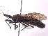 (Rhodnius pictipes - ONP25-04-D02)  @11 [ ] CreativeCommons - Attribution Share Alike (2025) CBG Photography Group Centre for Biodiversity Genomics
