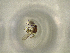  ( - ONP25-10-C08)  @11 [ ] CreativeCommons - Attribution Share Alike (2025) CBG Photography Group Centre for Biodiversity Genomics