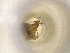  (Thysanopyga divisaria - ONP25-10-F08)  @11 [ ] CreativeCommons - Attribution Share Alike (2025) CBG Photography Group Centre for Biodiversity Genomics