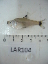  ( - LAR104)  @13 [ ] Copyright  LAR-IBR Unspecified