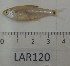  (Odontostilbe sp - LAR120)  @13 [ ] Copyright  LAR-IBR Unspecified