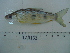  (Megaleporinus obtusidens - LAR133)  @11 [ ] Copyright  LAR-IBR Unspecified