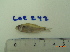  (Hyphessobrycon luetkenii - LAR242)  @13 [ ] Copyright  LAR-IBR Unspecified