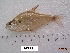  ( - LAR278)  @14 [ ] Copyright  LAR-IBR Unspecified