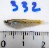 (Cnesterodon - LAR332)  @14 [ ] Copyright  LAR-IBR Unspecified