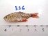  ( - LAR356)  @12 [ ] Copyright  LAR-IBR Unspecified
