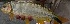  ( - LAR257)  @13 [ ] Copyright  LAR-IBR Unspecified