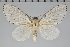  (Artace sp. VE - BC-GD0579)  @11 [ ] Copyright (2018) Guy Durand Research Collection of Guy Durand
