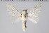  (Artace sp. BO - BC-GD0581)  @11 [ ] Copyright (2018) Guy Durand Research Collection of Guy Durand