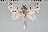  (Artace sp. EQ - BC-GD0582)  @11 [ ] Copyright (2018) Guy Durand Research Collection of Guy Durand