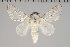  (Artace sp. PE gr cribaria - BC-GD0769)  @11 [ ] Creative Common (2018) Guy Durand Research Collection of Guy Durand