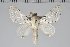  (Artace sp. CO23 gr cribaria - BC-GD0770)  @11 [ ] Creative Common (2018) Guy Durand Research Collection of Guy Durand