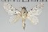 (Artace sp. EC gr cribaria - BC-GD0771)  @11 [ ] Creative Common (2018) Guy Durand Research Collection of Guy Durand