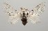  (Artace sp. FG gr sisoes - BC-GD0776)  @11 [ ] Creative Common (2018) Guy Durand Research Collection of Guy Durand