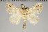  (Tolytia sanguilenta - BC-GD0799)  @11 [ ] Creative Common (2018) Guy Durand Research Collection of Guy Durand